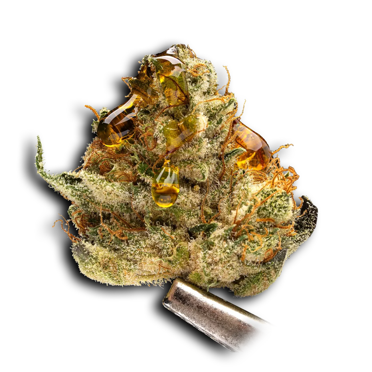 Cannabis flower coated in amber Oleum concentrate
